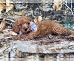 Landon - Male Cavapoo (Miniature) Puppy for Sale - Photo #3