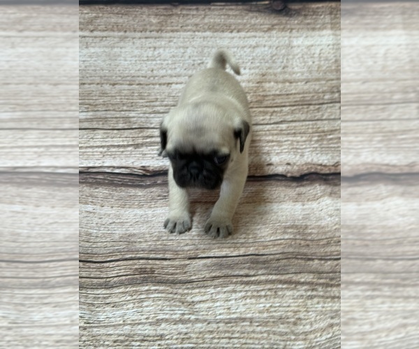 Medium Photo #2 Pug Puppy For Sale in BRIDGEPORT, CT, USA