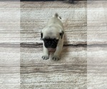 Small Photo #2 Pug Puppy For Sale in BRIDGEPORT, CT, USA