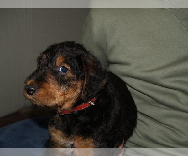 Medium Photo #4 Airedale Terrier Puppy For Sale in CHARLESTOWN, IN, USA