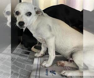 Chihuahua Dogs for adoption in San Antonio, TX, USA