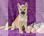Small Photo #9 Shiba Inu Puppy For Sale in KIRKWOOD, PA, USA