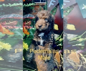 Golden Mountain Doodle  Puppy for sale in KELLER, TX, USA