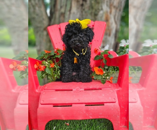 Medium Photo #1 Poodle (Toy) Puppy For Sale in INDIANAPOLIS, IN, USA