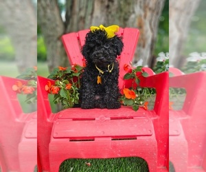 Poodle (Toy) Puppy for sale in INDIANAPOLIS, IN, USA