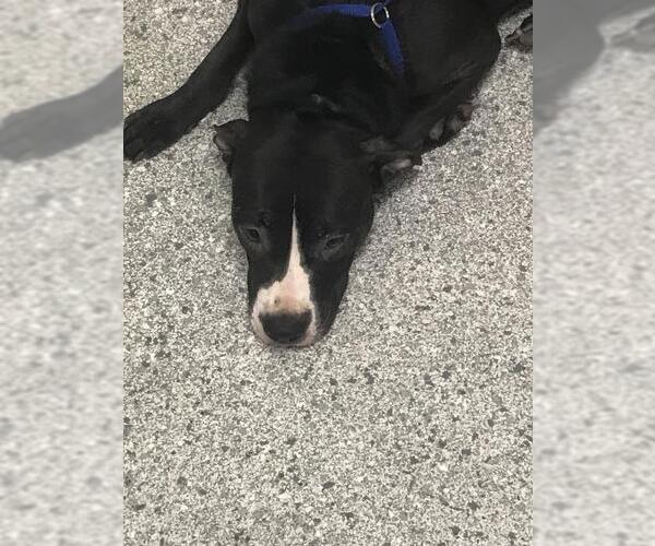Medium Photo #1 Mutt Puppy For Sale in Conroe, TX, USA