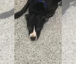 A433023 - Female Mutt Dog for Adoption - Small photo