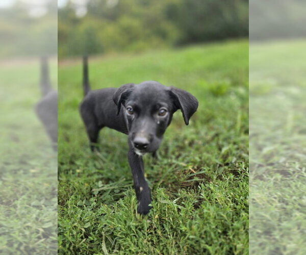 Medium Photo #4 Dachsador Puppy For Sale in Aurora, IN, USA