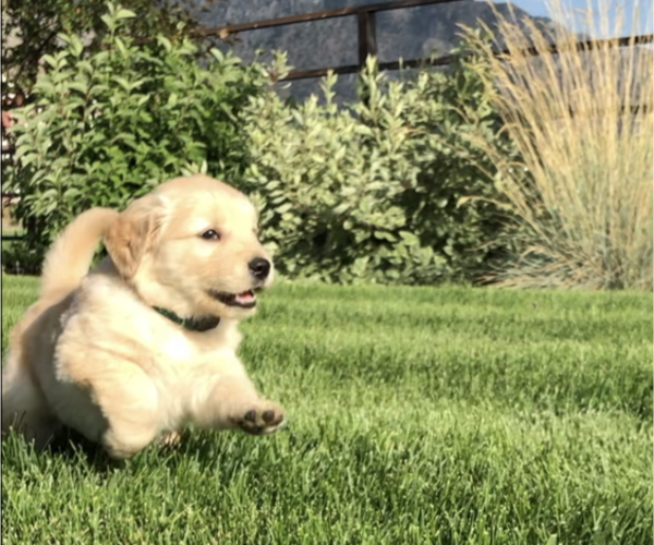 Medium Photo #2 Golden Retriever Puppy For Sale in HONEYVILLE, UT, USA