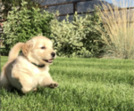 Small Photo #2 Golden Retriever Puppy For Sale in HONEYVILLE, UT, USA