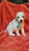 Small Photo #2 Poodle (Standard) Puppy For Sale in NEW BERLIN, TX, USA