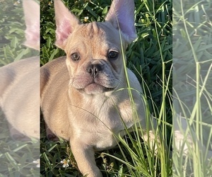 French Bulldog Puppy for sale in MIAMI, FL, USA