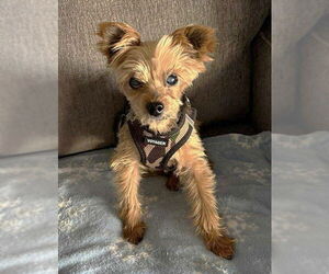 Mutt Dogs for adoption in Boonton, NJ, USA