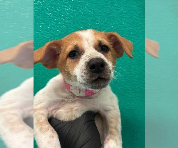 Medium Photo #2 Texas Heeler-Unknown Mix Puppy For Sale in Visalia, CA, USA