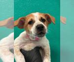 Small #1 Texas Heeler Mix