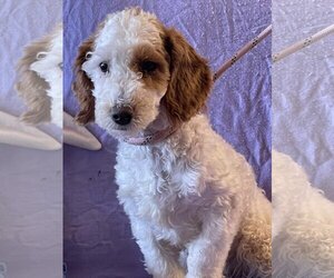 Poodle (Miniature)-Unknown Mix Dogs for adoption in HOPKINSVILLE/PRINCETON, KY, NH, USA