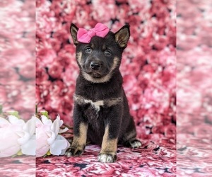 Shiba Inu Puppy for sale in KIRKWOOD, PA, USA