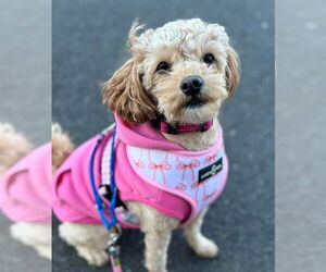 Poodle (Miniature)-Unknown Mix Dogs for adoption in Matawan, NJ, USA