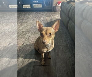 Chihuahua Dogs for adoption in McKinney, TX, USA