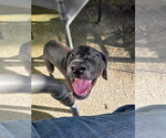 Small #2 Great Dane