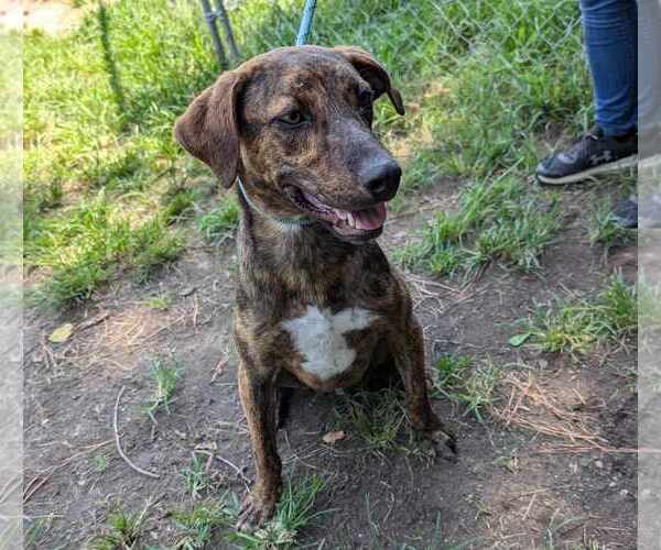 Medium Photo #2 Mountain Cur-Unknown Mix Puppy For Sale in Anniston, AL, USA