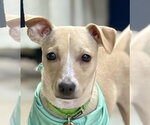Small Photo #10 Chihuahua-Unknown Mix Puppy For Sale in Oak Bluffs, MA, USA