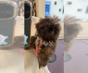 Shih Tzu Puppy for Sale in GREELEY, Colorado USA