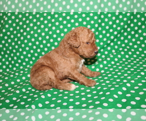 Goldendoodle (Miniature) Puppy for sale in BLMGTN, IN, USA