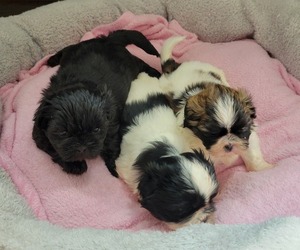 Shih Tzu Litter for sale in ELLICOTT CITY, MD, USA