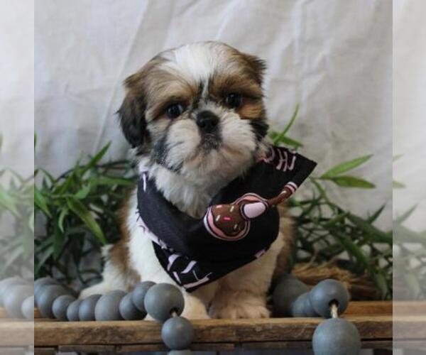Medium Photo #1 Shih Tzu Puppy For Sale in ORO VALLEY, AZ, USA