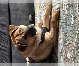 Mutt Dogs for adoption in Thief River Falls, MN, USA