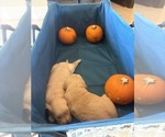 Litter of 2 - Male(s) and Female(s) Golden RetrieverLitter of Puppies for Sale - Photo #8