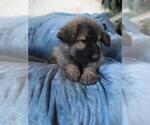 Small Photo #3 King Shepherd Puppy For Sale in YUCCA VALLEY, CA, USA