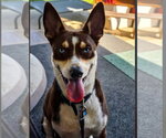 Small Photo #2 Australian Kelpie-Unknown Mix Puppy For Sale in Escondido, CA, USA