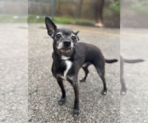 Chihuahua-Unknown Mix Dogs for adoption in Muskegon, MI, USA