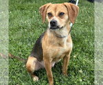 Small #2 Boglen Terrier