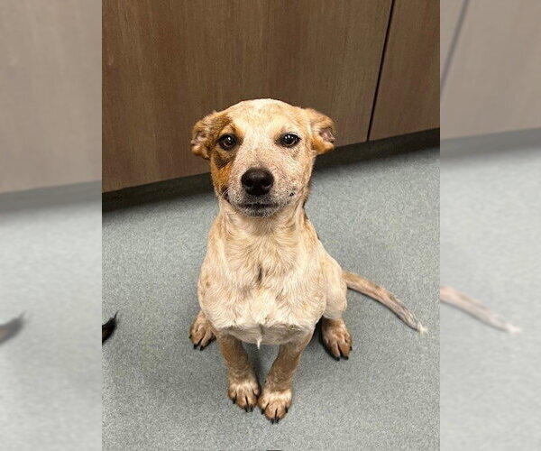 Medium Photo #1 Mutt Puppy For Sale in Baytown, TX, USA