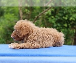 Small #14 Poodle (Toy)