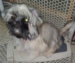 Puppy Jillian Shih Tzu