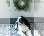 Small Photo #8 Border-Aussie Puppy For Sale in NORTHAMPTON, PA, USA