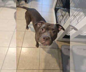 Beatrix - Female American Staffordshire Terrier Dog for Adoption - Photo #12