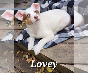 Texas Heeler Puppy for sale in UTICA, NY, USA