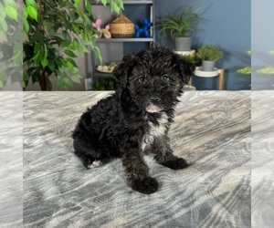 Aussiedoodle Miniature Puppy for sale in GREENWOOD, IN, USA