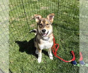 Siberian Husky-Unknown Mix Dogs for adoption in MECHANICSBURG, PA, USA