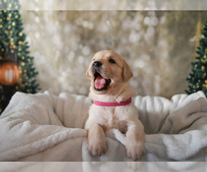 Golden Retriever Puppy for sale in WIMAUMA, FL, USA