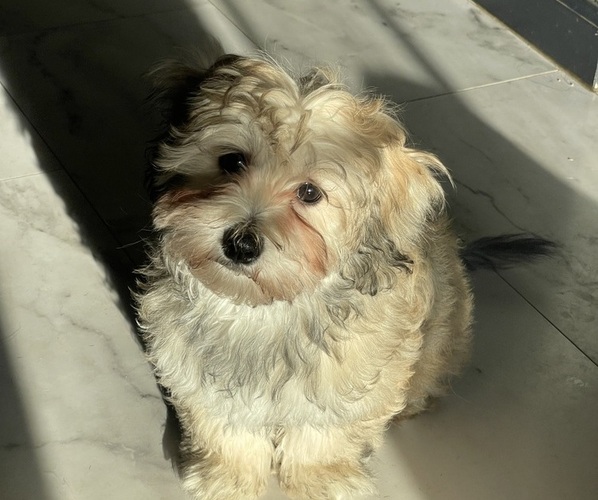 Medium Photo #25 Maltipoo (Miniature) Puppy For Sale in PALMDALE, CA, USA
