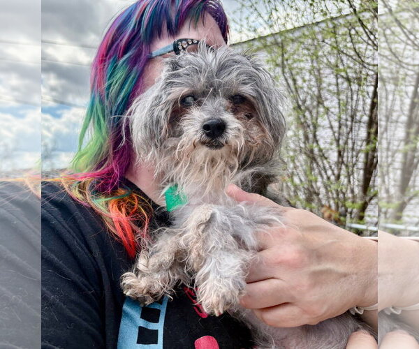 Medium Photo #1 Poodle (Miniature)-Unknown Mix Puppy For Sale in Clarkston, MI, USA