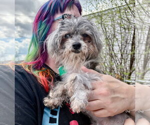 Poodle (Miniature)-Unknown Mix Dogs for adoption in Clarkston, MI, USA