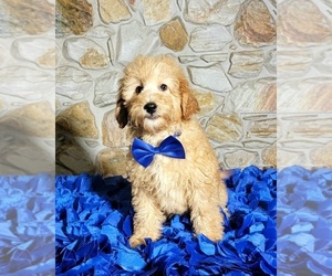 Goldendoodle Puppy for sale in KISSIMMEE, FL, USA