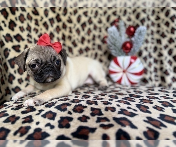 Medium Photo #8 Pug Puppy For Sale in LAKELAND, FL, USA